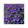 CAMPANULA CARPATICA PRISTAR "DEEP BLUE" Dimensione Vaso 12 Cm 1 CAMPANULA CARPATICA PRISTAR "DEEP BLUE" Dimensione Vaso 12 Cm -Sementie Boutique campanula carpatica pristar deep blue dimensione vaso 12 cm