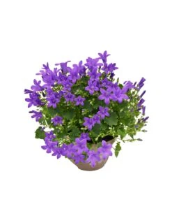 CAMPANULA 'PORT PORTO' Diametro Vaso 11 Cm