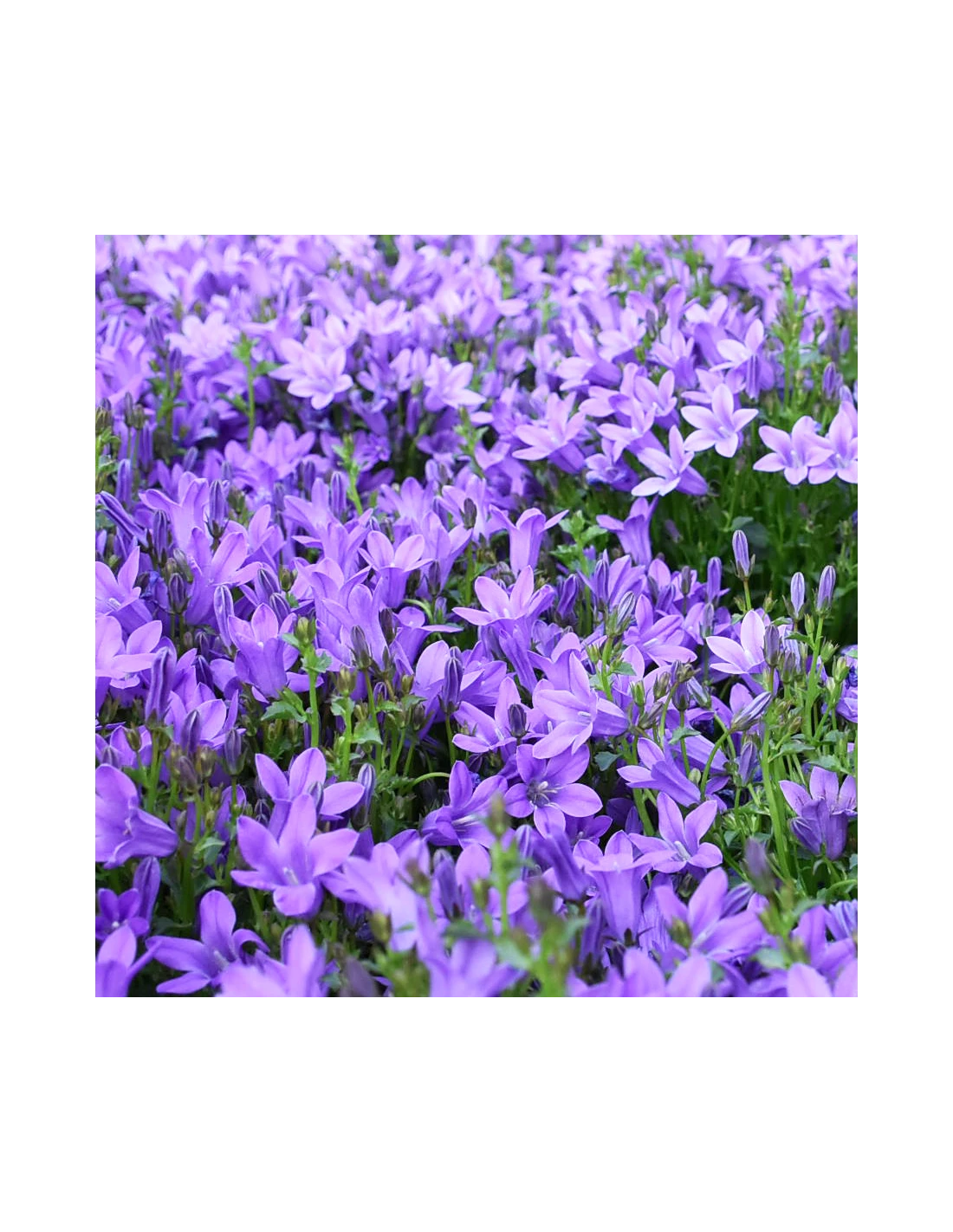 CAMPANULA 'PORTENSCHLAGIANA' Diametro Vaso 14 Cm 4 CAMPANULA 'PORTENSCHLAGIANA' Diametro Vaso 14 Cm - Image 2