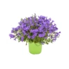 CAMPANULA 'PORTENSCHLAGIANA' Diametro Vaso 14 Cm 1 CAMPANULA 'PORTENSCHLAGIANA' Diametro Vaso 14 Cm -Sementie Boutique campanula portenschlagiana in vaso 14