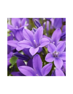 CAMPANULA 'PORTENSCHLAGIANA' Diametro Vaso 14 Cm 7 CAMPANULA 'PORTENSCHLAGIANA' Diametro Vaso 14 Cm -Sementie Boutique campanula portenschlagiana in vaso 14 2