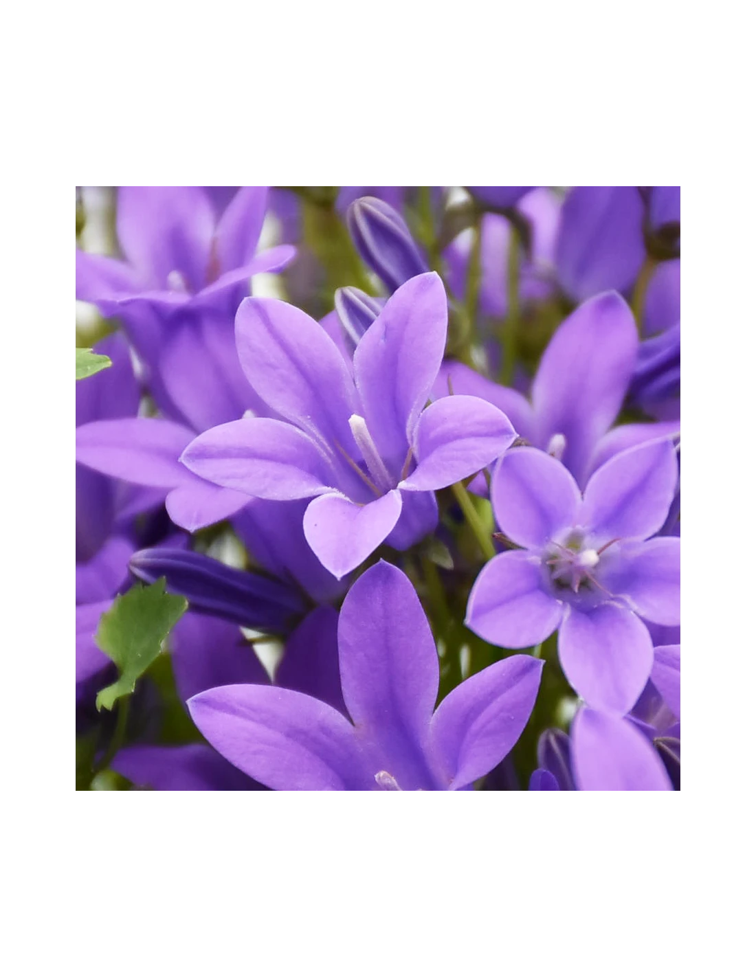 CAMPANULA 'PORTENSCHLAGIANA' Diametro Vaso 14 Cm 5 CAMPANULA 'PORTENSCHLAGIANA' Diametro Vaso 14 Cm - Image 3