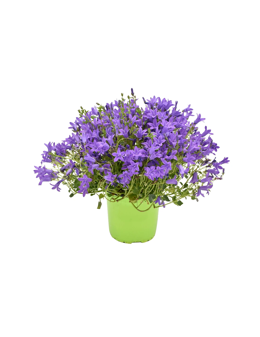 CAMPANULA 'PORTENSCHLAGIANA' Diametro Vaso 14 Cm 3 CAMPANULA 'PORTENSCHLAGIANA' Diametro Vaso 14 Cm