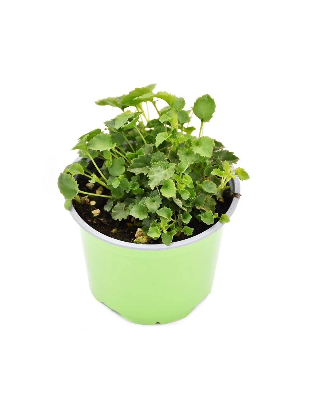 CAMPANULA POSCHARSKYANA "BLU" Diametro Vaso 12 Cm 4 CAMPANULA POSCHARSKYANA "BLU" Diametro Vaso 12 Cm - Image 2