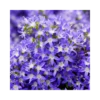 CAMPANULA POSCHARSKYANA "BLU" Diametro Vaso 12 Cm 2 CAMPANULA POSCHARSKYANA "BLU" Diametro Vaso 12 Cm -Sementie Boutique campanula poscharskyana blu vaso diametro 12 cm