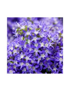CAMPANULA POSCHARSKYANA "BLU" Diametro Vaso 12 Cm