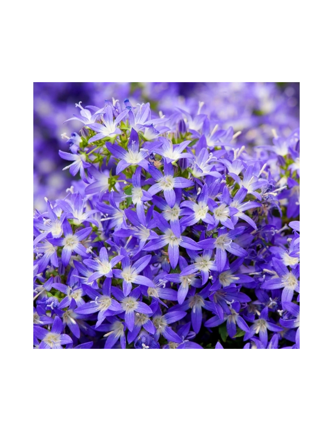 CAMPANULA POSCHARSKYANA "BLU" Diametro Vaso 12 Cm 3 CAMPANULA POSCHARSKYANA "BLU" Diametro Vaso 12 Cm