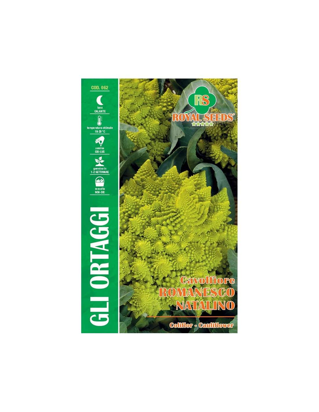 CAVOLFIORE ROMANESCO NATALINO MAXI 3 CAVOLFIORE ROMANESCO NATALINO MAXI