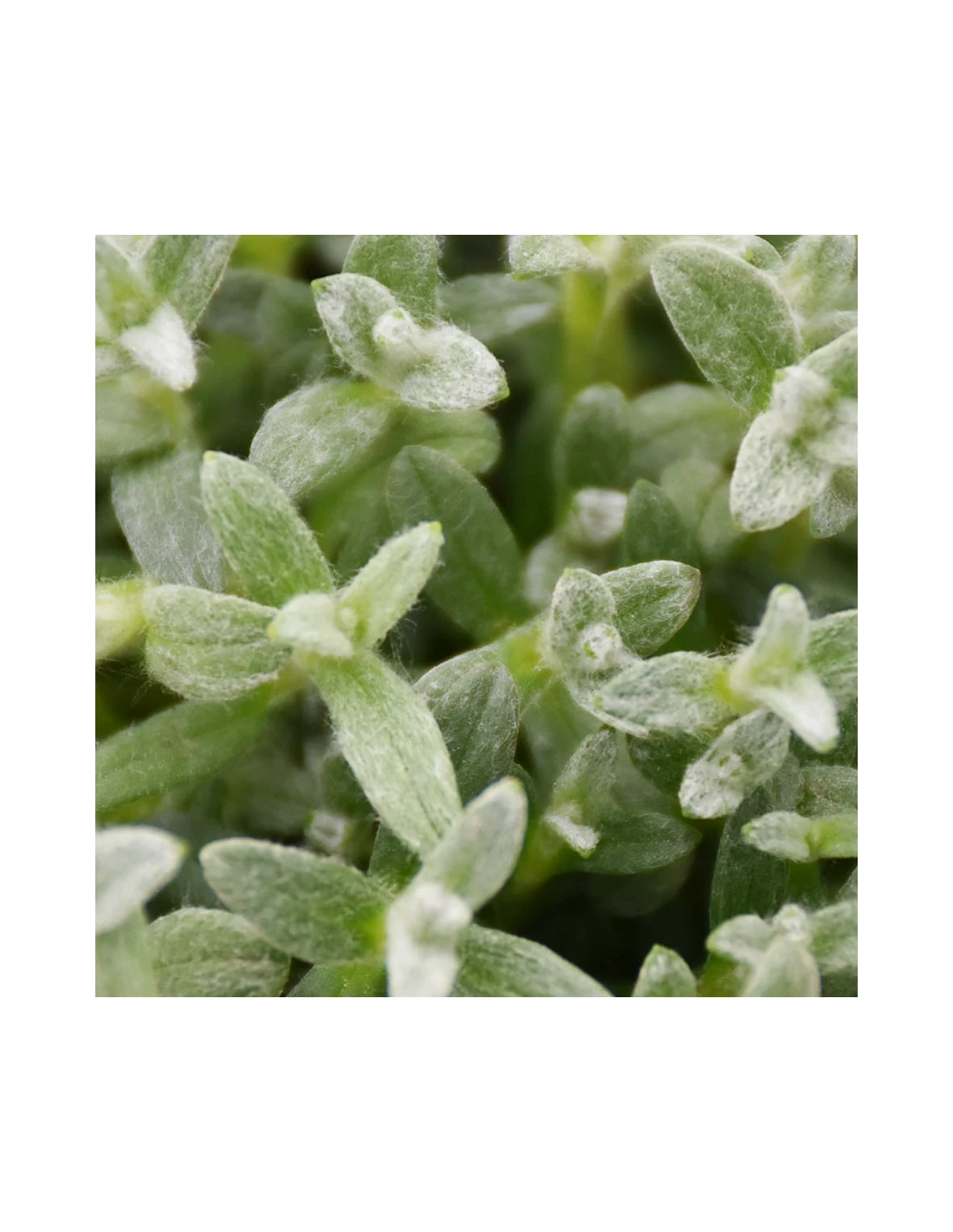 CERASTIUM TOMENTOSUM Diametro Vaso 12 Cm 4 CERASTIUM TOMENTOSUM Diametro Vaso 12 Cm - Image 2