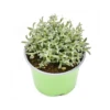 CERASTIUM TOMENTOSUM Diametro Vaso 12 Cm 1 CERASTIUM TOMENTOSUM Diametro Vaso 12 Cm -Sementie Boutique cerastium tomentosum vaso diametro 12 cm
