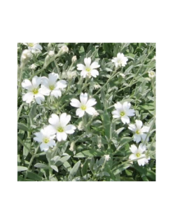 CERASTIUM TOMENTOSUM Diametro Vaso 12 Cm 9 CERASTIUM TOMENTOSUM Diametro Vaso 12 Cm -Sementie Boutique cerastium tomentosum vaso diametro 12 cm 2