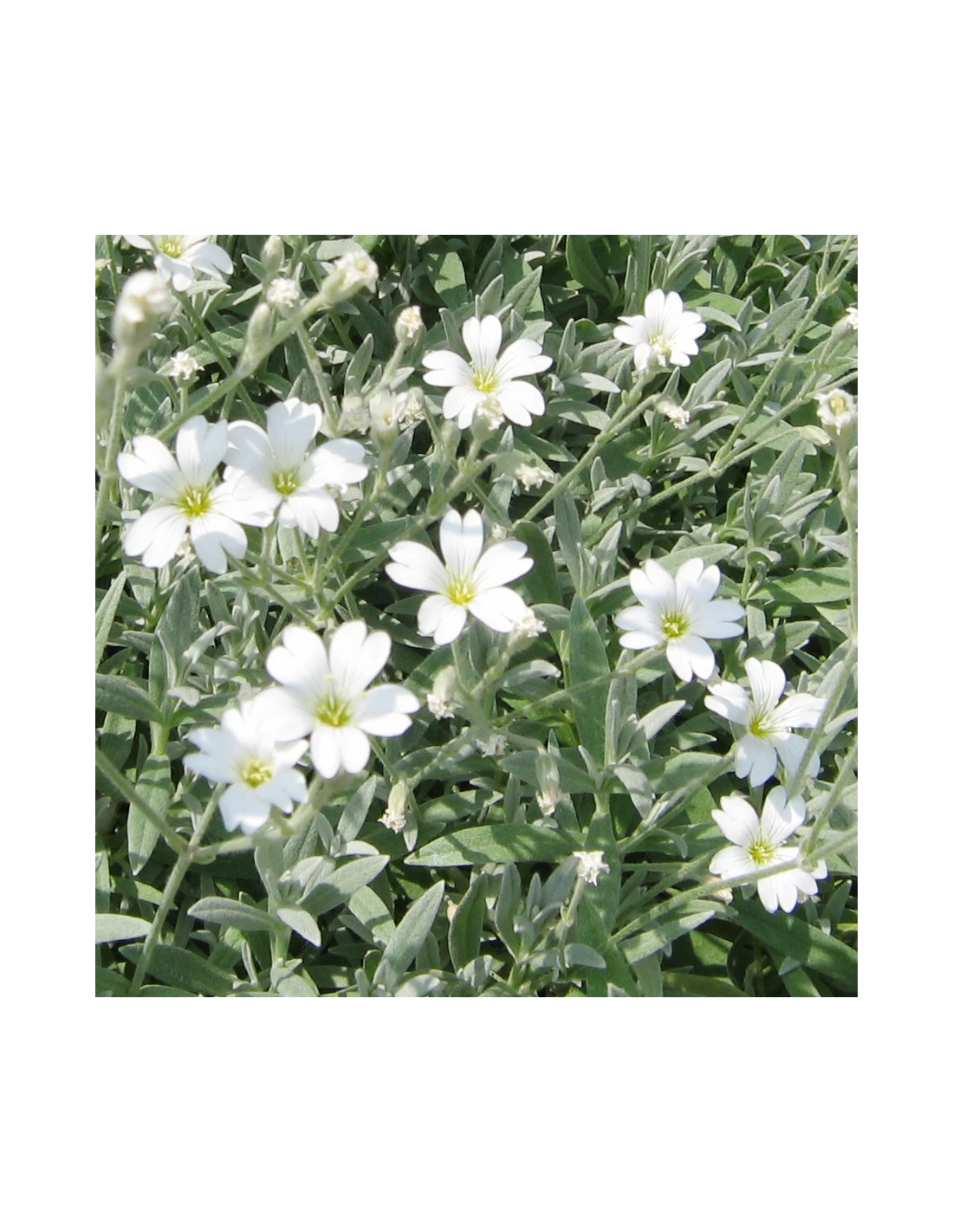 CERASTIUM TOMENTOSUM Diametro Vaso 12 Cm 6 CERASTIUM TOMENTOSUM Diametro Vaso 12 Cm - Image 4