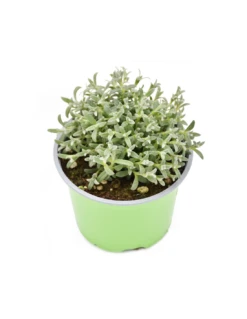 CERASTIUM TOMENTOSUM Diametro Vaso 12 Cm