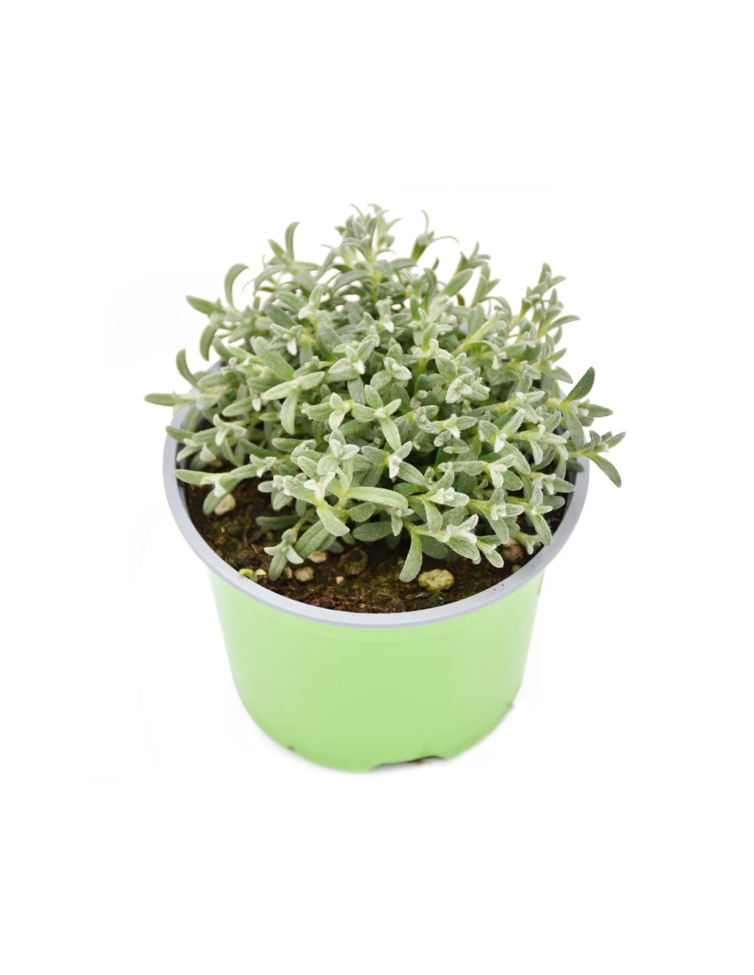 CERASTIUM TOMENTOSUM Diametro Vaso 12 Cm 3 CERASTIUM TOMENTOSUM Diametro Vaso 12 Cm