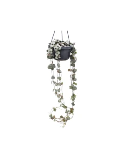 CEROPEGIA WOODII Diametro Vaso 14 Cm