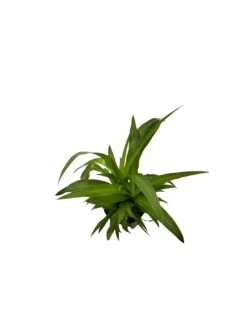 CHLOROPHYTUM COMOSUM 'LEMON', Diametro Vaso 13/12 Cm -Sementie Boutique chlorophytum comosum lemon diametro vaso 1312 cm 1