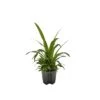 CHLOROPHYTUM COMOSUM 'LEMON', Diametro Vaso 13/12 Cm 1 CHLOROPHYTUM COMOSUM 'LEMON', Diametro Vaso 13/12 Cm -Sementie Boutique chlorophytum comosum lemon diametro vaso 1312 cm