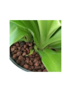 CHLOROPHYTUM COMOSUM 'LEMON', Diametro Vaso 13/12 Cm -Sementie Boutique chlorophytum comosum lemon diametro vaso 1312 cm 2