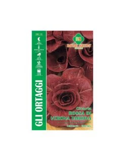 CIC. ROSSA DI VERONA TARDIVA MAXI