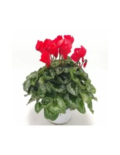 CICLAMINO MAXI ROSSO Diametro Vaso 15 Cm
