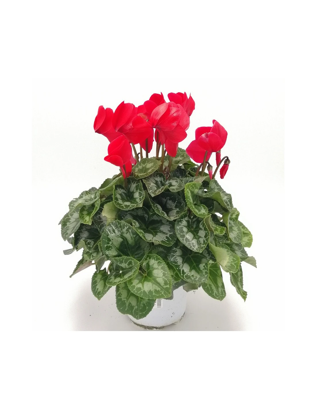 CICLAMINO MAXI ROSSO Diametro Vaso 15 Cm 3 CICLAMINO MAXI ROSSO Diametro Vaso 15 Cm