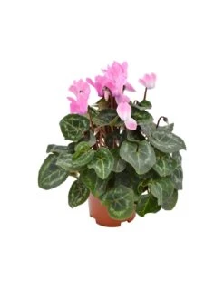 CICLAMINO 'SUPER S' - CLEAR PINK Diametro Vaso 10.5 Cm