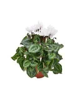 CICLAMINO 'SUPER S' - WHITE Diametro Vaso 10.5 Cm