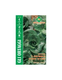 CICORIA A GRUMOLO VERDE SCURO MAXI