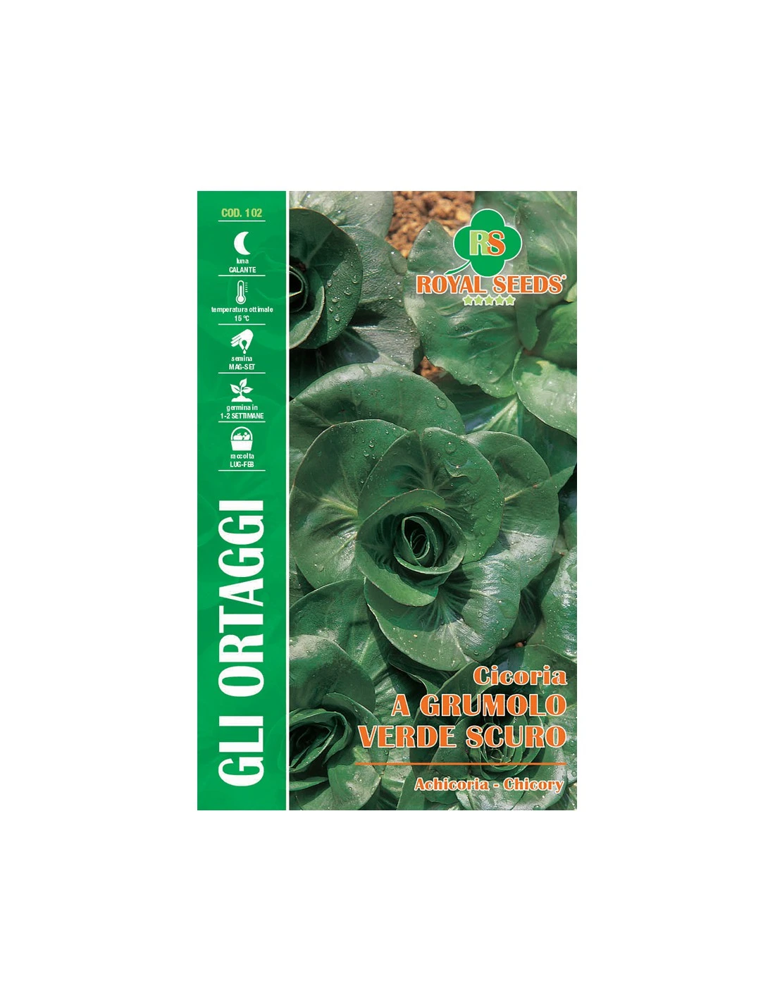 CICORIA A GRUMOLO VERDE SCURO MAXI 3 CICORIA A GRUMOLO VERDE SCURO MAXI