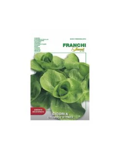 CICORIA GRUMOLO BIONDA