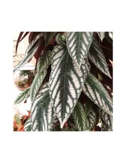 CISSUS DISCOLOR Vaso Diametro 27 Cm Altezza 150 Cm -Sementie Boutique cissus discolor vaso diametro 27 cm altezza 150 cm 2