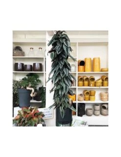 CISSUS DISCOLOR Vaso Diametro 27 Cm Altezza 150 Cm