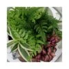 TERRARIUM IN BOLLA DI VETRO -Sementie Boutique composizione piante mix in ciotola fc 17 813 v 15
