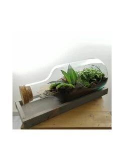 TERRARIUM COMPOSIZIONE PIANTE "Bottiglia Dei Mari" Contenitore Vetro