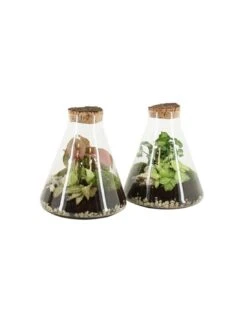 COMPOSIZIONE PIANTE MIX IN CIOTOLA VASO VETRO DIAMETRO 22 CM 25 ALTEZZA 2 CM