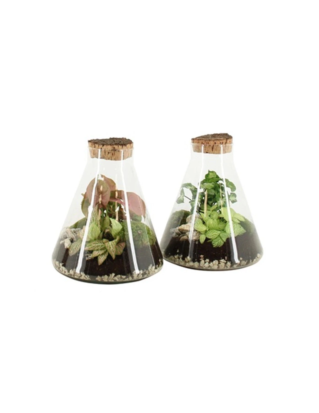 COMPOSIZIONE PIANTE MIX IN CIOTOLA VASO VETRO DIAMETRO 22 CM 25 ALTEZZA 2 CM 3 COMPOSIZIONE PIANTE MIX IN CIOTOLA VASO VETRO DIAMETRO 22 CM 25 ALTEZZA 2 CM