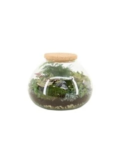 COMPOSIZIONE PIANTE MIX IN CIOTOLA VASO 905 VETRO DIAMETRO 25 CM ALTEZZA 20 CM