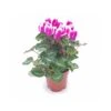 CYCLAMEN PERSICUM, FANTASIA PURPLE Diametro Vaso 10.5 Cm 2 CYCLAMEN PERSICUM, FANTASIA PURPLE Diametro Vaso 10.5 Cm -Sementie Boutique cyclamen persicum fantasia purple v 10 5
