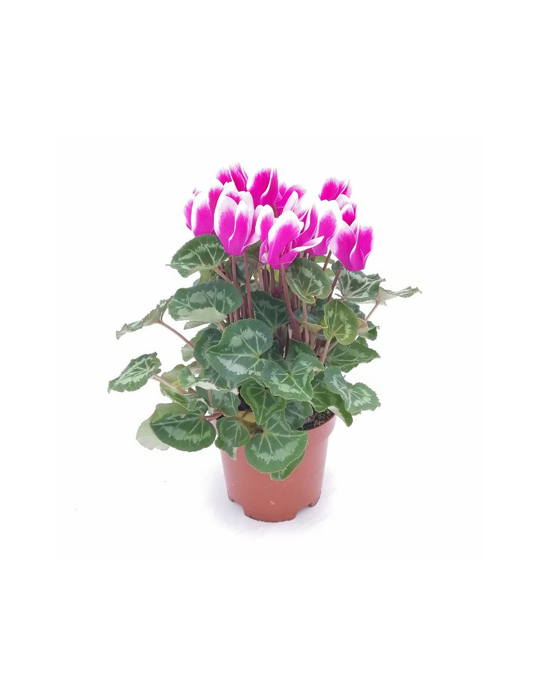 CYCLAMEN PERSICUM, FANTASIA PURPLE Diametro Vaso 10.5 Cm 2 CYCLAMEN PERSICUM, FANTASIA PURPLE Diametro Vaso 10.5 Cm