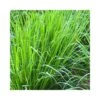 CYMBOPOGON CITRATUS (Lemon Grass) - (Citronella) Diametro Vaso 14 Cm 2 CYMBOPOGON CITRATUS (Lemon Grass) - (Citronella) Diametro Vaso 14 Cm -Sementie Boutique cymbopogon citratus lemon grass citronella diametro vaso 14 cm