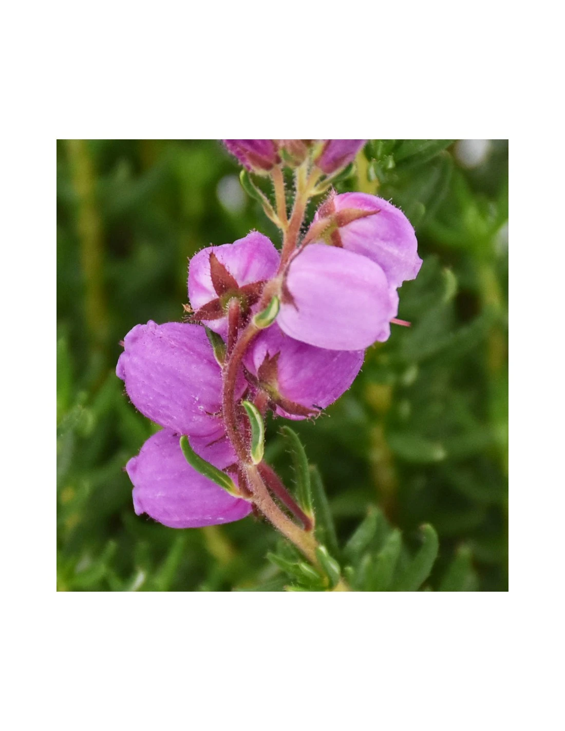 DABOECIA CANTABRICA - VIOLET Diametro Vaso 11 Cm 4 DABOECIA CANTABRICA - VIOLET Diametro Vaso 11 Cm - Image 2