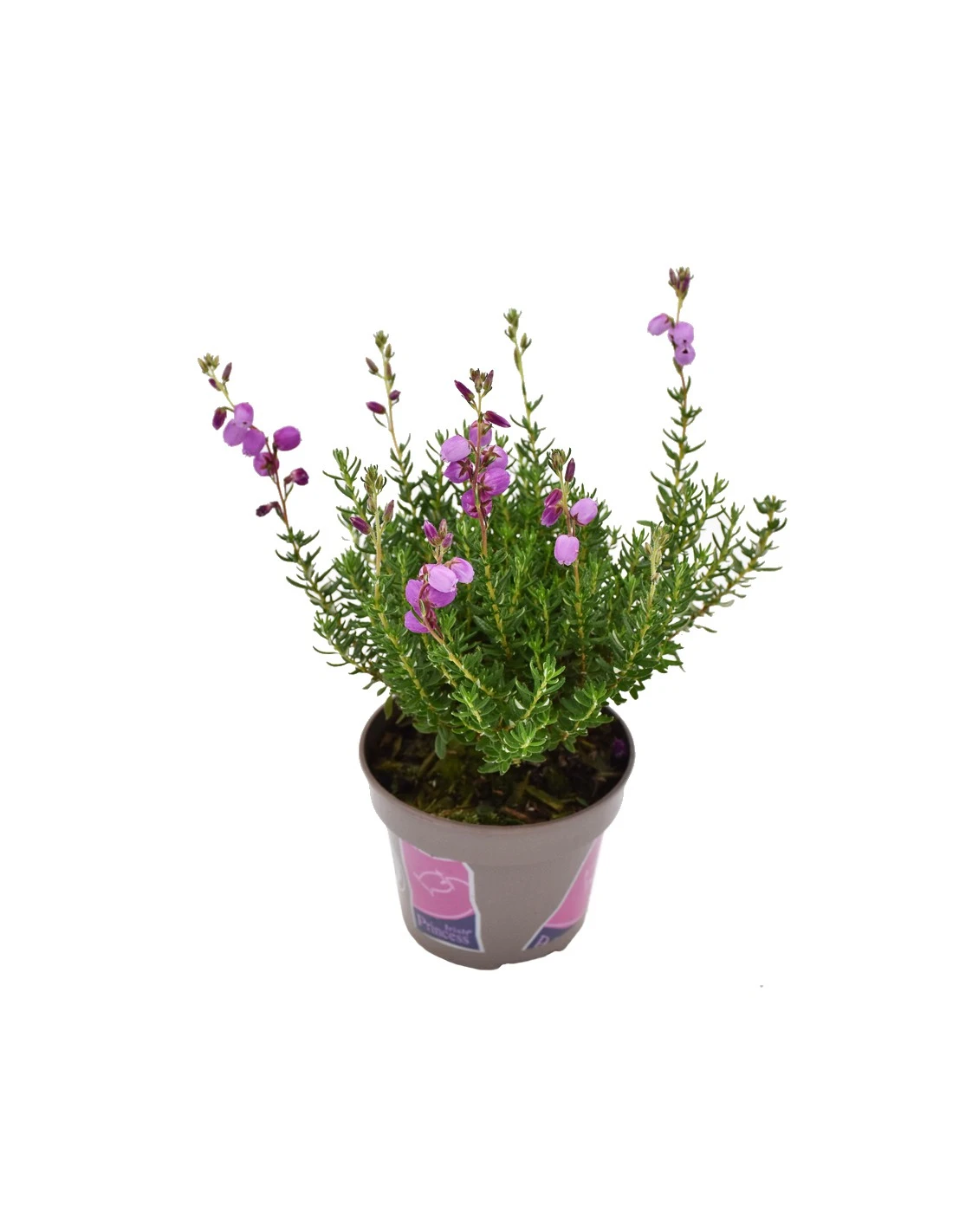DABOECIA CANTABRICA - VIOLET Diametro Vaso 11 Cm 3 DABOECIA CANTABRICA - VIOLET Diametro Vaso 11 Cm
