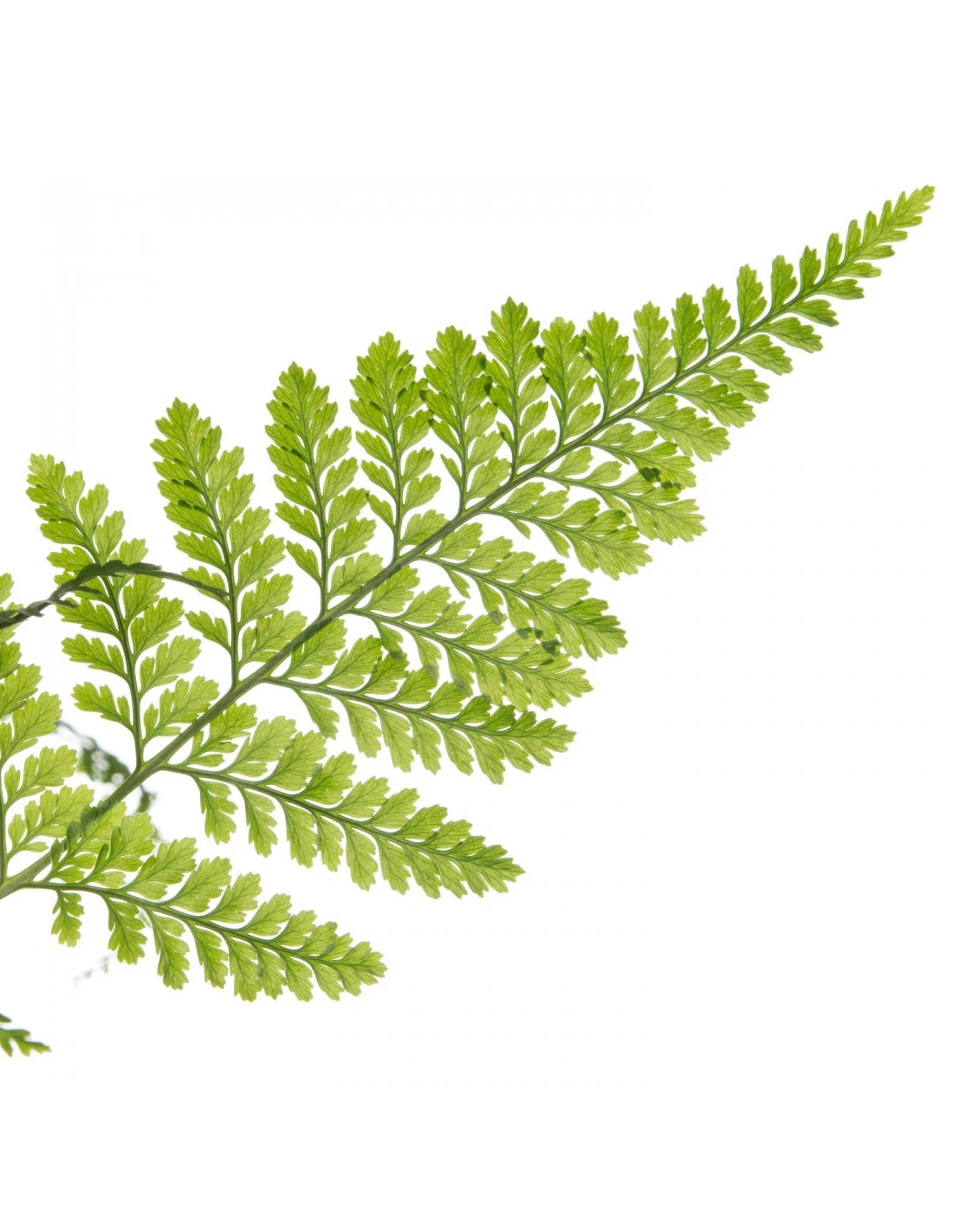 FELCE DAVALLIAHUMATA TYERMANNII Diametro Vaso 17 Cm 4 FELCE DAVALLIAHUMATA TYERMANNII Diametro Vaso 17 Cm - Image 2