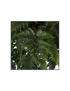 FELCE DAVALLIAHUMATA TYERMANNII Diametro Vaso 17 Cm 7 FELCE DAVALLIAHUMATA TYERMANNII Diametro Vaso 17 Cm -Sementie Boutique davalliahumata tyermannii v 17 2