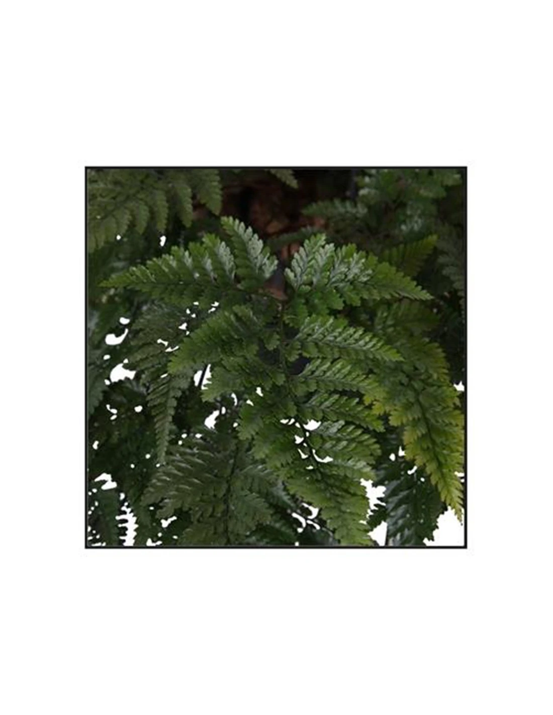 FELCE DAVALLIAHUMATA TYERMANNII Diametro Vaso 17 Cm 5 FELCE DAVALLIAHUMATA TYERMANNII Diametro Vaso 17 Cm - Image 3