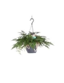 FELCE DAVALLIAHUMATA TYERMANNII Diametro Vaso 17 Cm