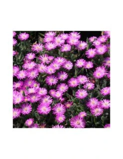 DELOSPERMA ABERDEENENSE Diametro Vaso 12 Cm