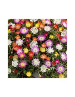 DELOSPERMA BASUTICUM MIX Diametro Vaso 12 Cm