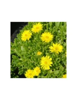 DELOSPERMA LINEARE VASO Diametro 12 Cm