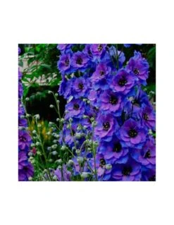 DELPHINIUM DARK BLUE/BLACK BEE Diametro Vaso 12 CM